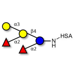 Fucosyl B antigen pentaose type 6 grafted on HSA