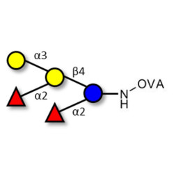 Fucosyl B antigen pentaose type 6 grafted on OVA