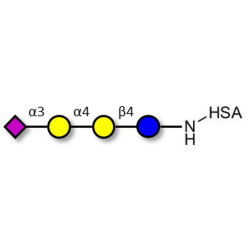 Sialylated globotriose grafted on HSA