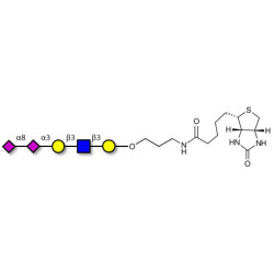 Disialylated pentaose type 1 linked to biotin (Linker-BT B)