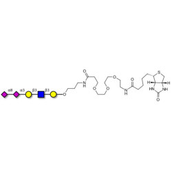 Disialylated pentaose type 1 linked to biotin (Linker-BT C)