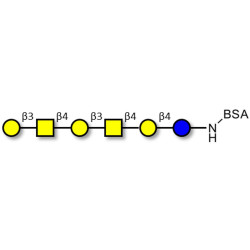 GalGalNAc-asialo GM1 Ganglioside oligosaccharide grafted on BSA