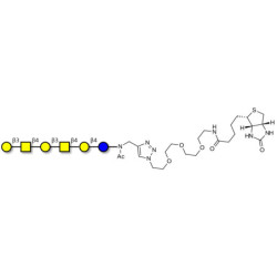 GalGalNAc-asialo GM1 Ganglioside oligosaccharide linked to biotin (Linker-BT A)
