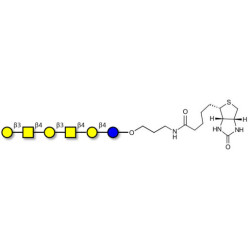 GalGalNAc-asialo GM1 Ganglioside oligosaccharide linked to biotin (Linker-BT B)