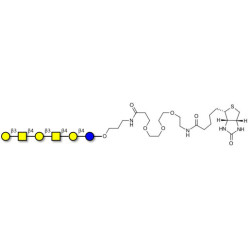 GalGalNAc-asialo GM1 Ganglioside oligosaccharide linked to biotin (Linker-BT C)