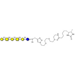 GalGalNAc-asialo GM1 Ganglioside oligosaccharide linked to desthiobiotin (Linker-DBT-A)