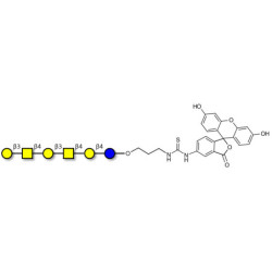 GalGalNAc-asialo GM1 Ganglioside oligosaccharide linked to fluorescein (Linker-FLUO A)
