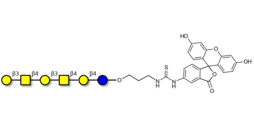 GalGalNAc-asialo GM1 Ganglioside oligosaccharide linked to fluorescein (Linker-FLUO A) - GalGalNac-aGM1