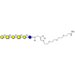 GalGalNAc-asialo GM1 Ganglioside oligosaccharide grafted on gel for affinity chromatography (Linker-GEL A)