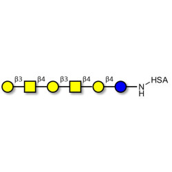 GalGalNAc-asialo GM1 Ganglioside oligosaccharide grafted on HSA