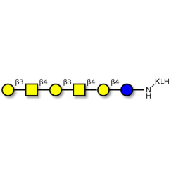 GalGalNAc-asialo GM1 Ganglioside oligosaccharide grafted on KLH