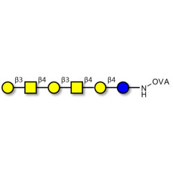 GalGalNAc-asialo GM1 Ganglioside oligosaccharide grafted on OVA