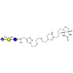 Glucuronyl-lactose linked to biotin (Linker-BT A)