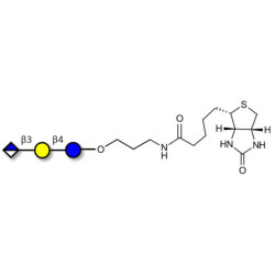 Glucuronyl-lactose linked to biotin (Linker-BT B)