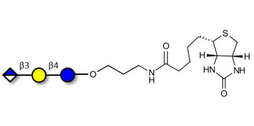 Glucuronyl-lactose linked to biotin (Linker-BT B) - HNK 1 epitope precursor