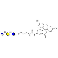 Glucuronyl-lactose linked to fluorescein (Linker-FLUO A)
