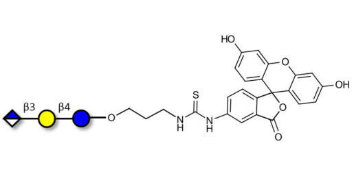 Glucuronyl-lactose linked to fluorescein (Linker-FLUO A) - HNK 1 epitope precursor