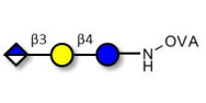 Glucuronyl-lactose grafted...