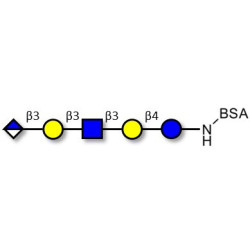 Glucuronyl-Lacto-N-tetraose grafted on BSA