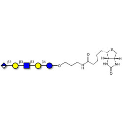 Glucuronyl-Lacto-N-tetraose linked to biotin (Linker-BT B)