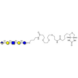 Glucuronyl-Lacto-N-tetraose linked to biotin (Linker-BT C)