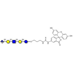 Glucuronyl-Lacto-N-tetraose linked to fluorescein (Linker-FLUO A)