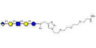 Glucuronyl-Lacto-N-tetraose...