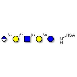 Glucuronyl-Lacto-N-tetraose grafted on HSA