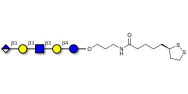 Glucuronyl-Lacto-N-tetraose...