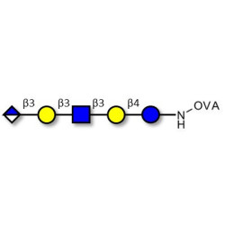 Glucuronyl-Lacto-N-tetraose grafted on OVA