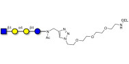 Globotetraose (Gb4)...
