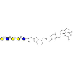 Globopentaose (Gb5) analogue type 1 linked to biotin (Linker-BT A)
