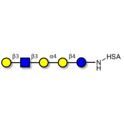 Globopentaose (Gb5) analogue type 1 grafted on HSA