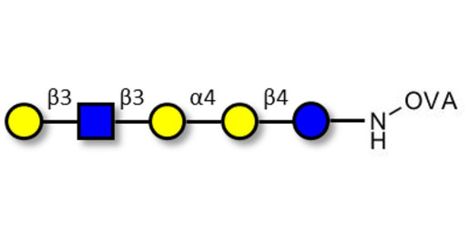 Globopentaose (Gb5) analogue type 1 grafted on OVA - Gb5 analogue type 1