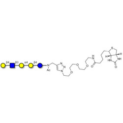 Globopentaose (Gb5) analogue type 2 linked to biotin (Linker-BT A)