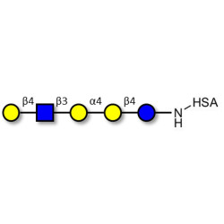 Globopentaose (Gb5) analogue type 2 grafted on HSA