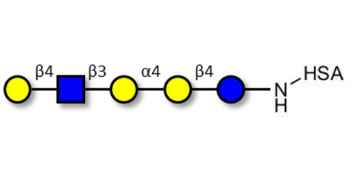 Globopentaose (Gb5) analogue type 2 grafted on HSA - Gb5 analogue type 2