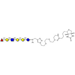 Globo-H analogue type 1 linked to biotin (Linker-BT A)