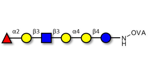 Globo-H analogue type 1 grafted on OVA