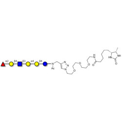 Globo-H analogue type 2 linked to desthiobiotin (Linker-DBT-A)