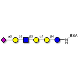 Stage-Specific Embryonic Antigen-4 (SSEA-4) hexaose analogue type 1 grafted on BSA