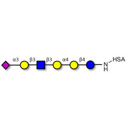 Stage-Specific Embryonic Antigen-4 (SSEA-4) hexaose analogue type 1 grafted on HSA