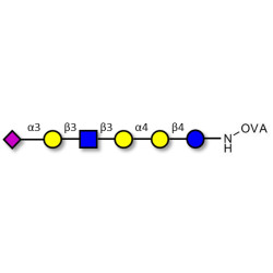 Stage-Specific Embryonic Antigen-4 (SSEA-4) hexaose analogue type 1 grafted on OVA
