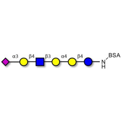 Stage-Specific Embryonic Antigen-4 (SSEA-4) hexaose analogue type 2 grafted on BSA