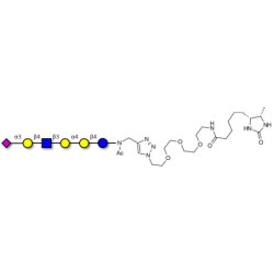 Stage-Specific Embryonic Antigen-4 (SSEA-4) hexaose analogue type 2 linked to desthiobiotin (Linker-DBT-A)