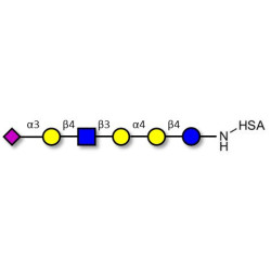 Stage-Specific Embryonic Antigen-4 (SSEA-4) hexaose analogue type 2 grafted on HSA