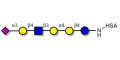 Stage-Specific Embryonic Antigen-4 (SSEA-4) hexaose analogue type 2 grafted on HSA - SSEA-4 hexaose analogue type 2