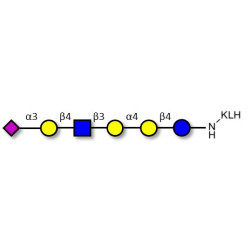 Stage-Specific Embryonic Antigen-4 (SSEA-4) hexaose analogue type 2 grafted on KLH