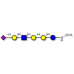 Stage-Specific Embryonic Antigen-4 (SSEA-4) hexaose analogue type 2 grafted on OVA