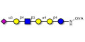 Stage-Specific Embryonic Antigen-4 (SSEA-4) hexaose analogue type 2 grafted on OVA - SSEA-4 hexaose analogue type 2